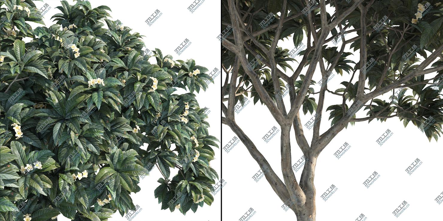 images/goods_img/2021040162/- 7 Plumeria-Frangipani Trees (-GrowFX) by/3.jpg